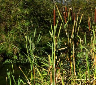 cattails